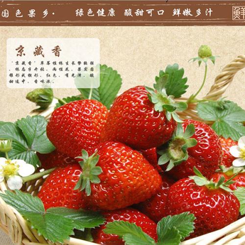 京藏香草莓 大棚自种新鲜草莓 厂家** 鲜甜可口 批发销售